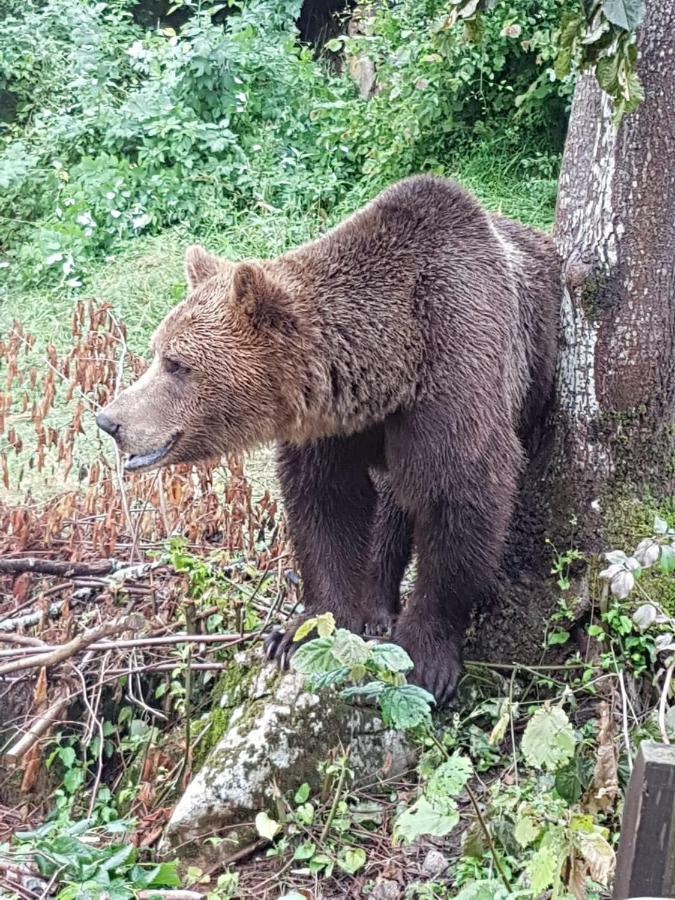 Apartman Antea Otocsán Kültér fotó